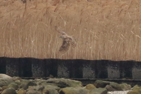 トリミング 2016/3月 SIGMA150-600C+7D2 焦点距離600mm F8 ss1/1600 ISO1250 Case3