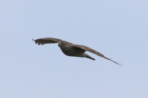 トリミング 2016/3月 SIGMA150-600C+7D2 焦点距離600mm F8 ss1/1600 ISO400 Case3