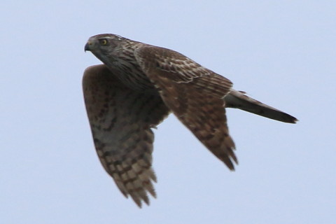  トリミング 2016/3月 SIGMA150-600C+7D2 焦点距離600mm F8 ss1/1600 ISO400 Case3