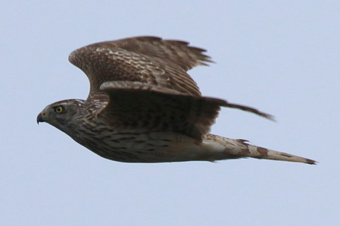 トリミング 2016/3月 SIGMA150-600C+7D2 焦点距離600mm F8 ss1/1600 ISO320 Case3