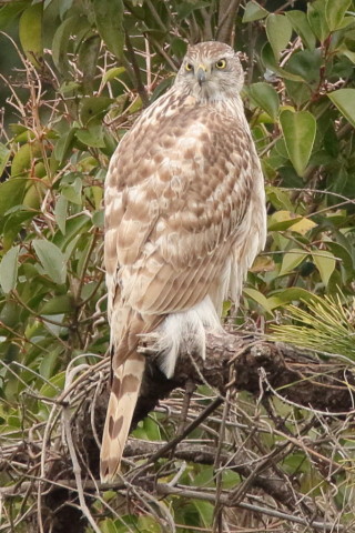 トリミング 2016/3月 SIGMA150-600C+7D2 焦点距離600mm F8 ss1/640 ISO1600