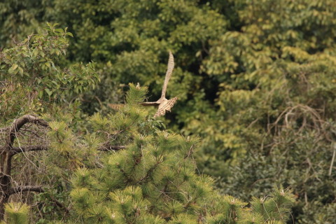 2016/3月 SIGMA150-600C+7D2 焦点距離600mm F8 ss1/640 ISO1250 Case3