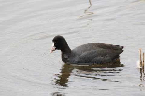 2016/3月 SIGMA150-600C+7D2 焦点距離600mm F8 ss1/320 ISO320