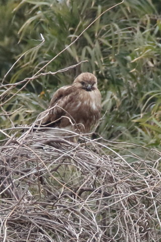 トリミング 2016/3月 SIGMA150-600C+7D2 焦点距離600mm F8 ss1/500 ISO1600