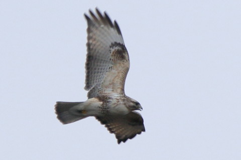 トリミング 2016/3月 SIGMA150-600C+7D2 焦点距離600mm F8 ss1/320 ISO160 Case3