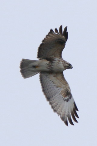 トリミング 2016/3月 SIGMA150-600C+7D2 焦点距離600mm F8 ss1/320 ISO160 Case3