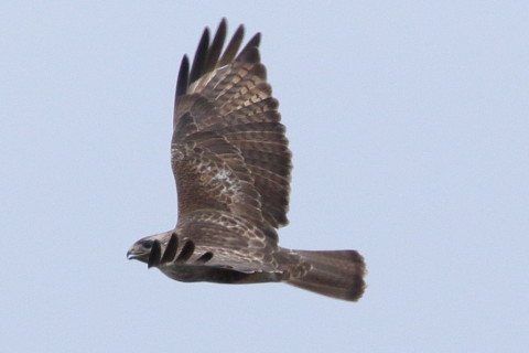 トリミング 2016/3月 SIGMA150-600C+7D2 焦点距離600mm F8 ss1/320 ISO250 Case3