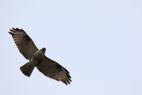 2016/3月 SIGMA150-600C+7D2 焦点距離600mm F8 ss1/320 ISO125 Case3