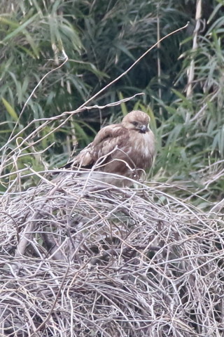 トリミング 2016/3月 SIGMA150-600C+7D2 焦点距離600mm F8 ss1/250 ISO1600