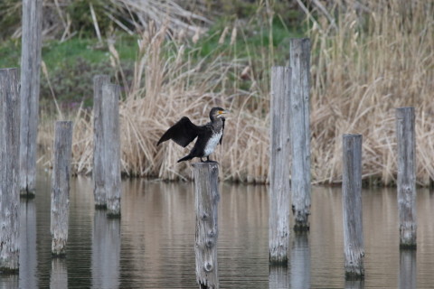2016/3月 SIGMA150-600C+7D2 焦点距離600mm F8 ss1/250 ISO1000