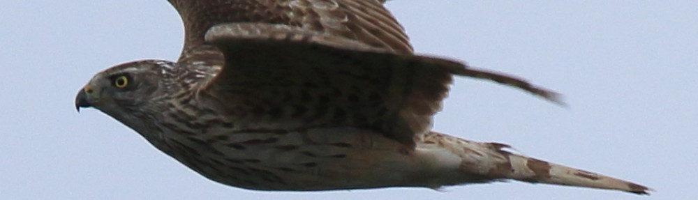 にわかカメラマンの撮ってみた!!（N'sHOME別館）