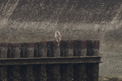 2016/3月 SIGMA150-600C+7D2 焦点距離600mm F8 ss1/640 ISO500