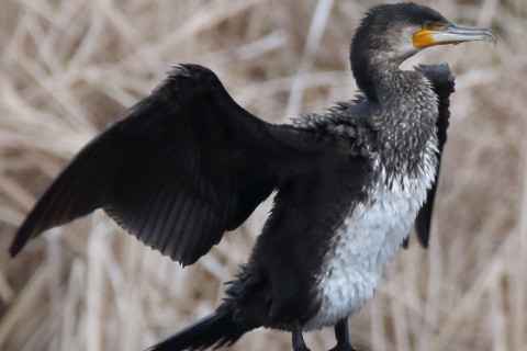 トリミング 2016/3月 SIGMA150-600C+7D2 焦点距離600mm F8 ss1/250 ISO1000