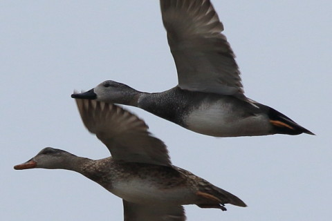 トリミング 2016/3月 SIGMA150-600C+7D2 焦点距離600mm F8 ss1/1000 ISO250 Case3