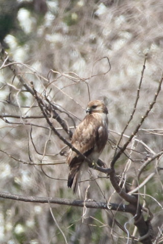 トリミング 2016/3月 SIGMA150-600C+7D2 焦点距離600mm F8 ss1/1250 ISO640