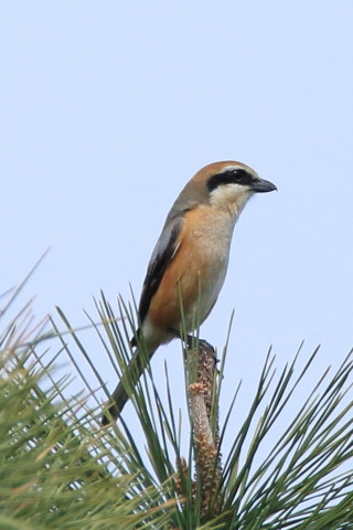 トリミング 2016/3月 SIGMA150-600C+7D2 焦点距離600mm F8 ss1/1250 ISO320
