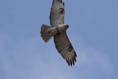 2016/3月 SIGMA150-600C+7D2 焦点距離600mm F9 ss1/1600 ISO500 Case3