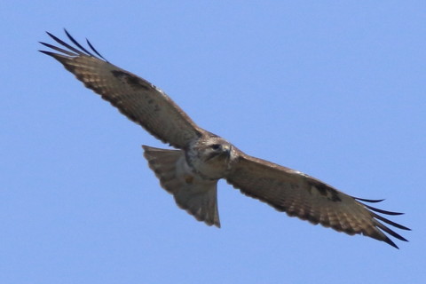 トリミング 2016/3月 SIGMA150-600C+7D2 焦点距離600mm F8 ss1/1600 ISO400 Case3