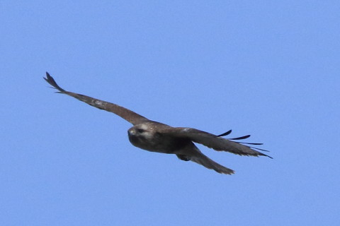 トリミング 2016/3月 SIGMA150-600C+7D2 焦点距離600mm F8 ss1/2500 ISO800 Case3