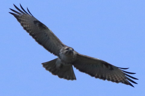 トリミング 2016/3月 SIGMA150-600C+7D2 焦点距離600mm F8 ss1/2500 ISO800 Case3