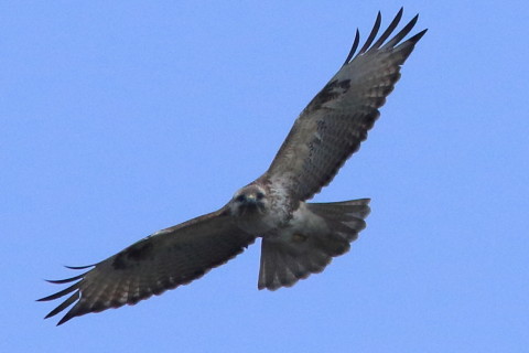 トリミング 2016/3月 SIGMA150-600C+7D2 焦点距離600mm F8 ss1/2500 ISO800 Case3