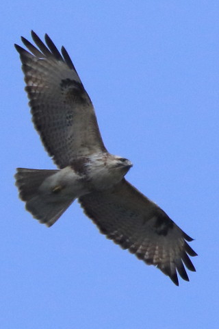 トリミング 2016/3月 SIGMA150-600C+7D2 焦点距離600mm F8 ss1/2500 ISO1000 Case3