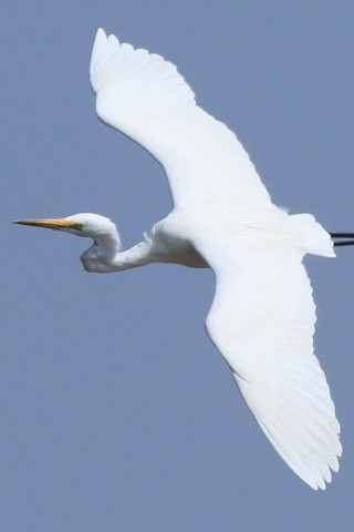 2016/3月 SIGMA150-600C+7D2 焦点距離600mm F9 ss1/1000 ISO250 Case3