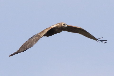 トリミング 2016/3月 SIGMA150-600C+7D2 焦点距離562mm F8 ss1/3200 ISO640 Case3