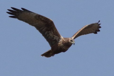 トリミング 2016/3月 SIGMA150-600C+7D2 焦点距離562mm F8 ss1/3200 ISO640 Case3