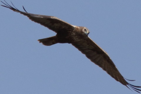 トリミング 2016/3月 SIGMA150-600C+7D2 焦点距離562mm F8 ss1/3200 ISO640 Case3