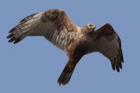トリミング 2016/3月 SIGMA150-600C+7D2 焦点距離562mm F8 ss1/3200 ISO640 Case3
