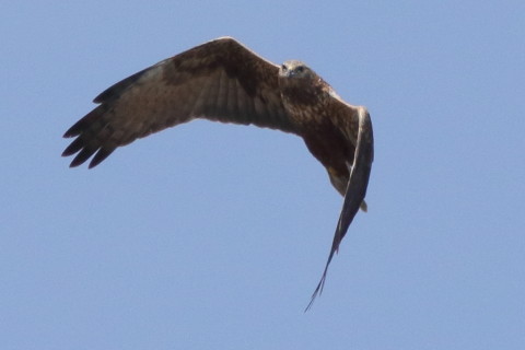 トリミング 2016/3月 SIGMA150-600C+7D2 焦点距離562mm F8 ss1/3200 ISO640 Case3