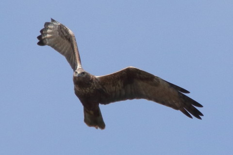 トリミング 2016/3月 SIGMA150-600C+7D2 焦点距離562mm F8 ss1/3200 ISO640 Case3