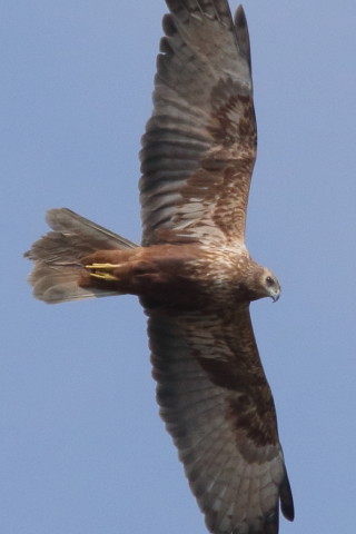 トリミング 2016/3月 SIGMA150-600C+7D2 焦点距離562mm F8 ss1/3200 ISO640 Case3