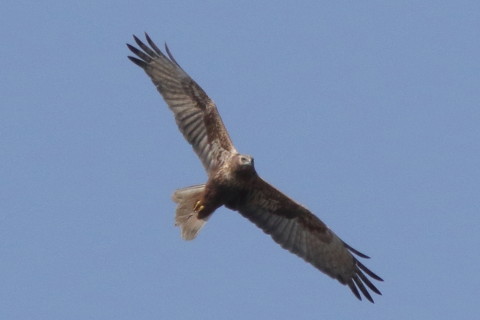 トリミング 2016/3月 SIGMA150-600C+7D2 焦点距離562mm F8 ss1/3200 ISO640 Case3
