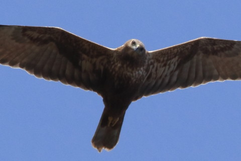 トリミング 2016/3月 SIGMA150-600C+7D2 焦点距離600mm F8 ss1/2000 ISO500 Case3