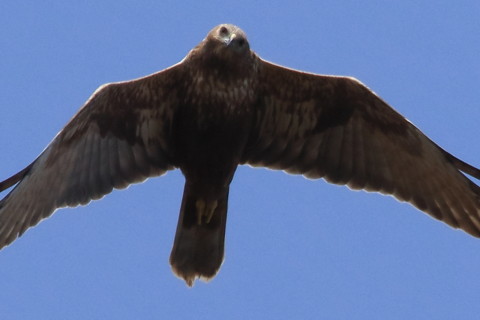 トリミング 2016/3月 SIGMA150-600C+7D2 焦点距離600mm F8 ss1/2000 ISO500 Case3