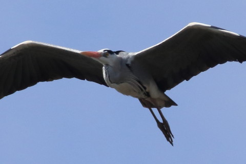 トリミング 2016/3月 SIGMA150-600C+7D2 焦点距離600mm F8 ss1/2000 ISO500 Case2