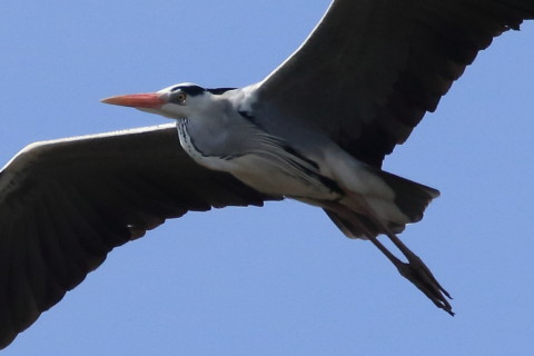 トリミング 2016/3月 SIGMA150-600C+7D2 焦点距離600mm F8 ss1/2000 ISO500 Case2