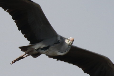 トリミング 2016/3月 SIGMA150-600C+7D2 焦点距離600mm F8 ss1/2000 ISO320 Case2