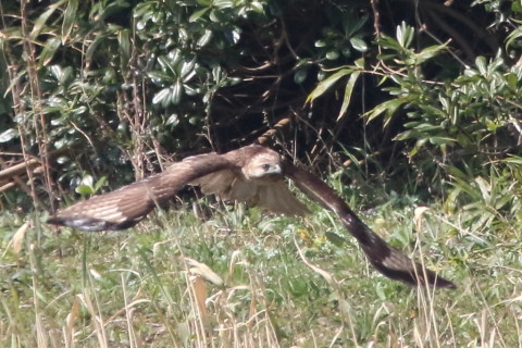トリミング 2016/3月 SIGMA150-600C+7D2 焦点距離531mm F8 ss1/2000 ISO1250 Case1