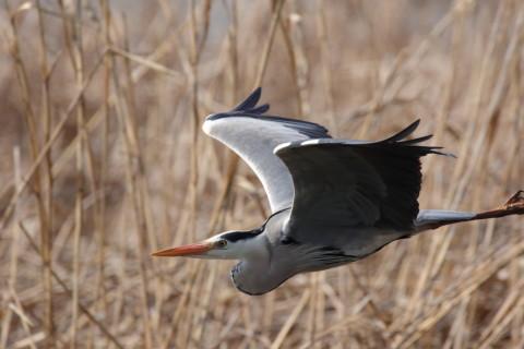 2016/3月 SIGMA150-600C+7D2 焦点距離562mm F8 ss1/1250 ISO500 Case1