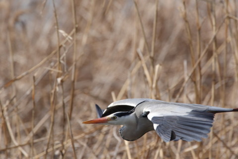 2016/3月 SIGMA150-600C+7D2 焦点距離562mm F8 ss1/1250 ISO500 Case1