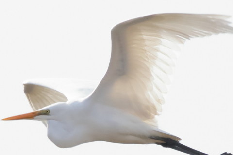 トリミング 2016/3月 SIGMA150-600C+7D2 焦点距離600mm F8 ss1/1250 ISO1600 Case1