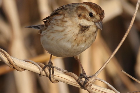 トリミング 2016/3月 SIGMA150-600C+7D2 焦点距離600mm F8 ss1/250 ISO100