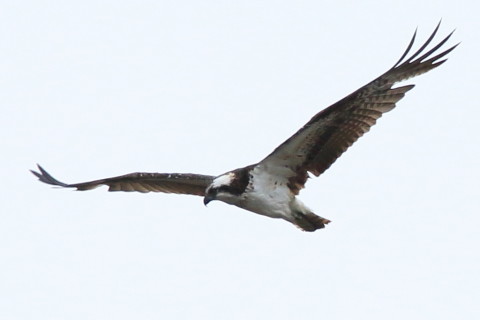 トリミング 2016/3月 SIGMA150-600C+7D2 焦点距離600mm F8 ss1/1000 ISO200 Case1