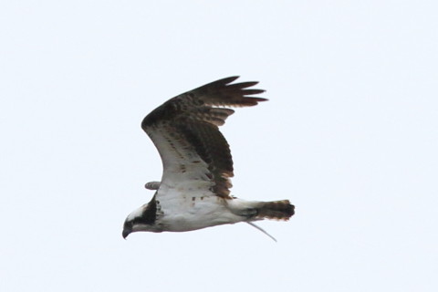 トリミング 2016/3月 SIGMA150-600C+7D2 焦点距離600mm F8 ss1/1000 ISO250 Case1