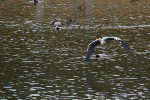 2016/3月 SIGMA150-600C+7D2 焦点距離600mm F8 ss1/1600 ISO1600 Case1