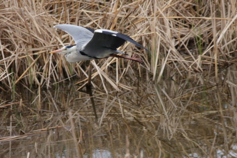 2016/3月 SIGMA150-600C+7D2 焦点距離600mm F8 ss1/1600 ISO1000 Case1