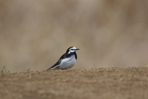 2016/3月 SIGMA150-600C+7D2 焦点距離600mm F8 ss1/500 ISO200